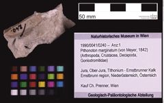 Foto (Objekt + Etiketten) von Pithonoton marginatum (von Meyer, 1842) (NHMW-GEO-1990-0041-0240)